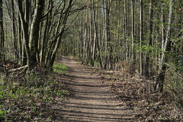 Forrest road on the Urpin mountain in Banska Bystrica, Slovakia. April 2018