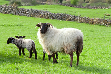 Irish flock of sheep