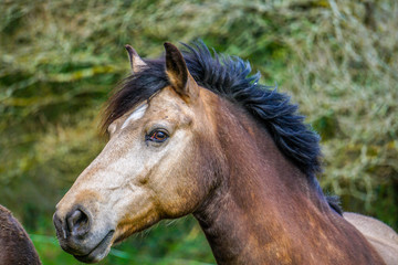 Fototapeta premium The horse is ready for the big race
