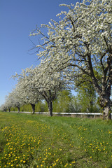Naklejka premium rheinhessen im frühling, kirschbaumblüte