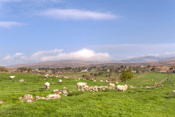 Fototapeta na wymiar Sheep and rams on the meadow, Ireland