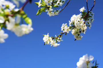 Beautiful spring white flowers blossom background.