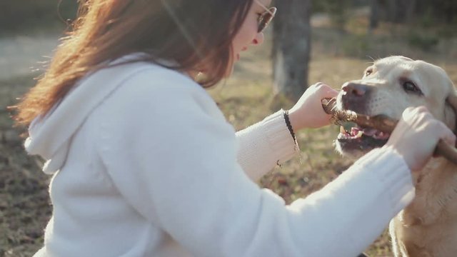 Cute young girl plays in the sun with a Labrador of Golden color in the spring woods, the man holding a stick, the dog bites the object. Steadicam shot
