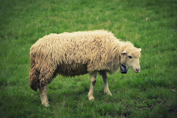 Single white sheep grazing at green meadow, natural agriculture background