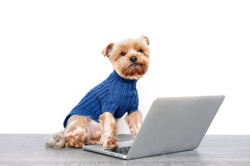 Portrait of a Yorkshire Terrier dog in front of a laptop on white backgraund