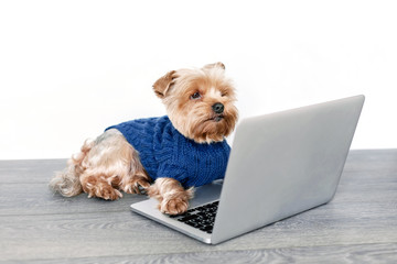 Portrait of a Yorkshire Terrier dog in front of a laptop on white backgraund