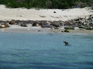 Fototapeta premium australian seals next to Perth, western australia
