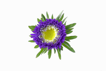 Summer flower isolated 