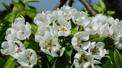 Obstbaumblüte im Berischen Land