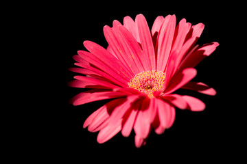 under the light of sunlight