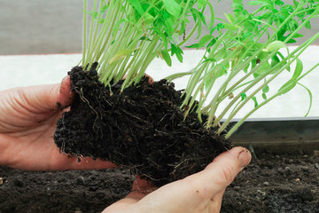 woman planting tomato seedlings in the soil