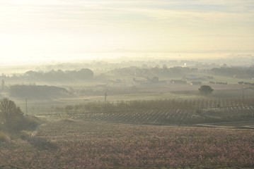 Obraz premium PAisaje mediterráneo, con neblina matinal, frutales y pinos.