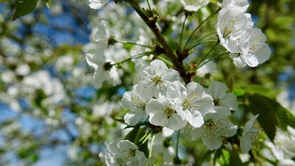 Obstbaumblüte im Berischen Land