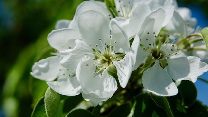 Obstbaumblüte im Berischen Land