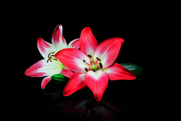 Obraz premium Liles and bud isolated on black background