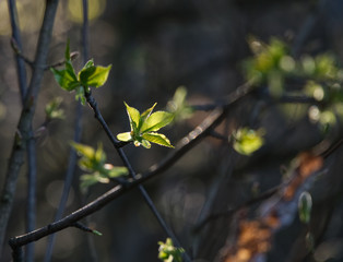 Spring leaves on branches