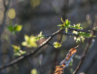 Spring leaves on branches