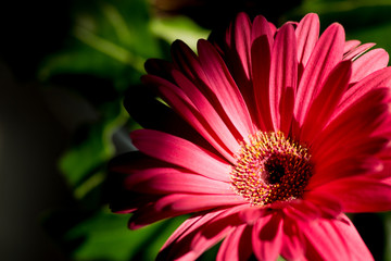 under the rays in the shade a leaf and a flower