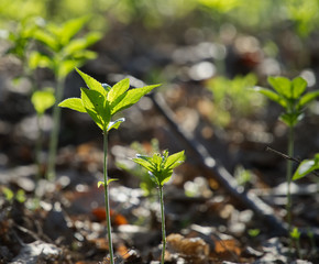 Sprigs in the forest in spring