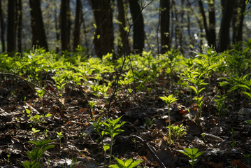 Obraz premium Sprigs in the forest in spring
