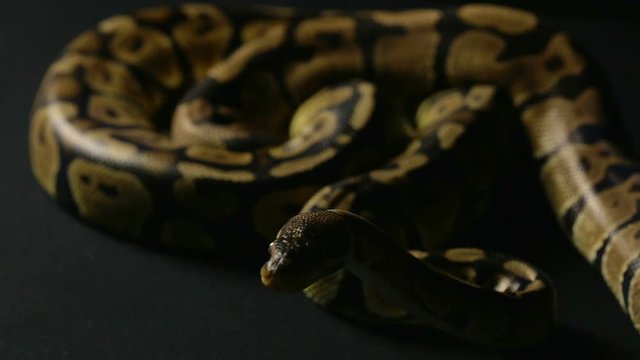 Crawling python in shadow