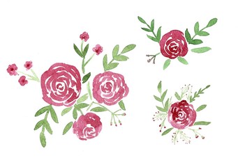 Watercolor rose flowers. Painted illustration on white background