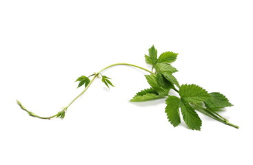 young wild raspberry leaf on isolated white background