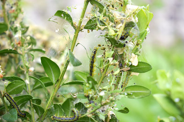 Caterpillar Cydalima perspectalis colony infested buxus sempervirens shrub, clean eating on green box wood leaves, common garden pest, insect, insecticide treatment control