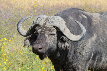 Naklejka premium buffle