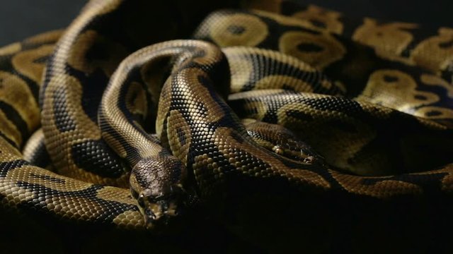 Two royal ball pythons in shadow