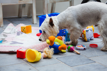 White dog sniffs toys on the floor