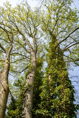 Fototapeta premium Nature