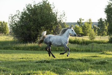 Galloping Gray Mare
