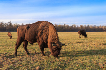 european bison © porojnicu