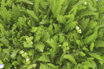 green vegetation as background