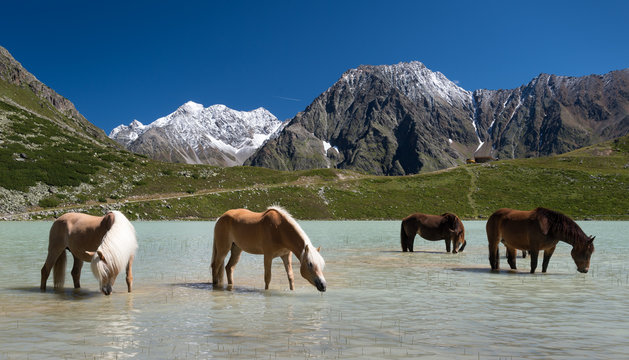 Drinking horses in mountain lake