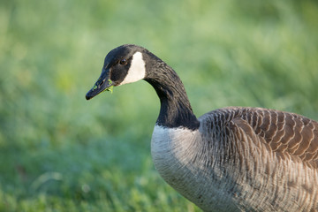 Kanadagans (Branta canadensis)