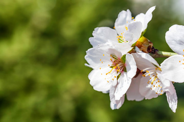 Flowering almond tree branch close