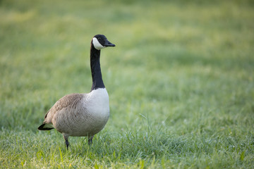 Kanadagans (Branta canadensis)