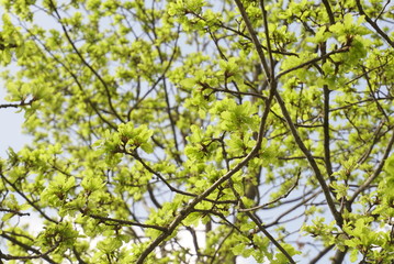 young oak leaves on the branches