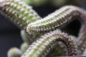 Macro flora