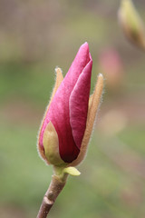 spring blossom of a magnolia