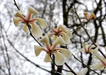 Crédence de cuisine en verre imprimé Magnolia spring blossom of a magnolia