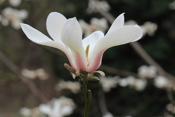 spring blossom of a magnolia