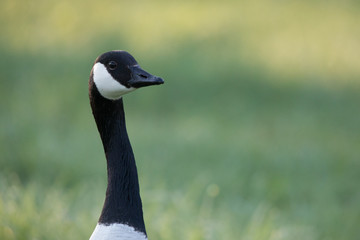 Kanadagans (Branta canadensis)