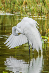 Non-breeding Adult Great Egret (Ardea alba) preening feahers