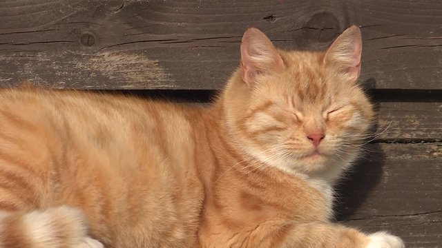 A valiant red cat is basking in the sun on a wooden wall background. Cute redhead cat squints against the bright light and smiles. Close-up. Fat cat