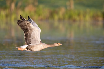 Graugans (Anser anser)