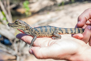 süßes Baby Krokodil oder Kaiman sitzt auf einer Handfläche