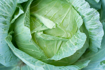 Green Cabbage in closed up view 